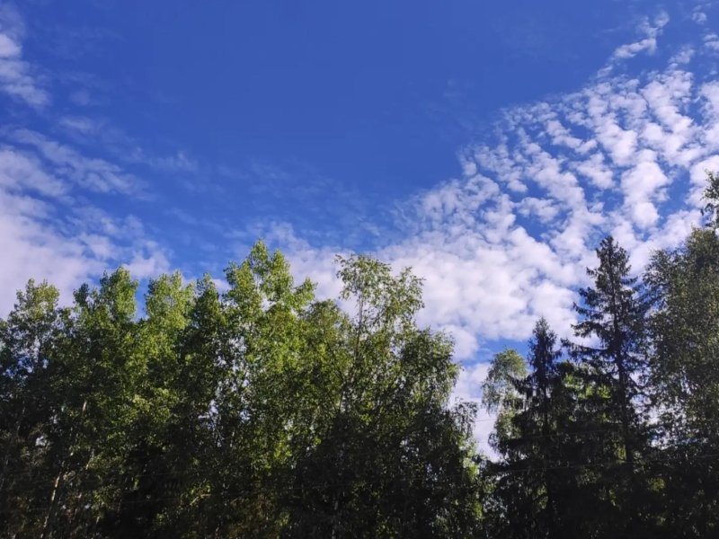 Свыше 400 саженцев различных пород деревьев высадили в Вологде