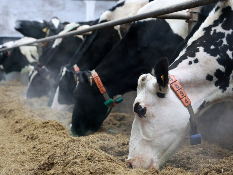 Более 157 тысяч тонн молока получено в Вологодской области в первом квартале 2024 года
