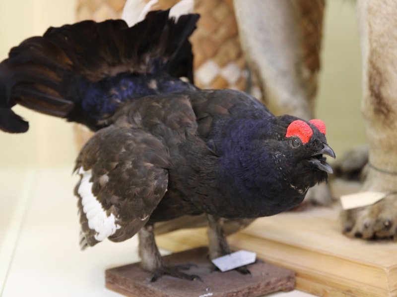 Посетители Вологодского музея-заповедника смогут посетить новую экспозицию «Сказки русского леса»