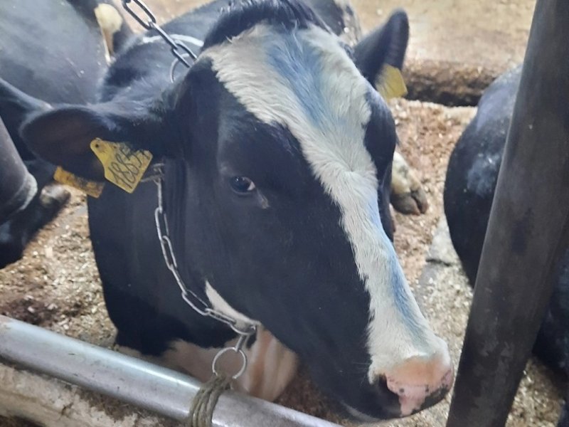 Абсолютный исторический рекорд продуктивности коров Вологодчины достигнут в 2025 году