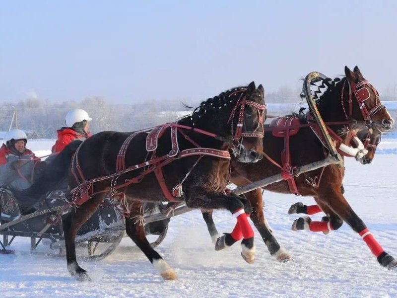 Команда Вологодского конного завода стала лучшей на фестивале «Русская тройка»