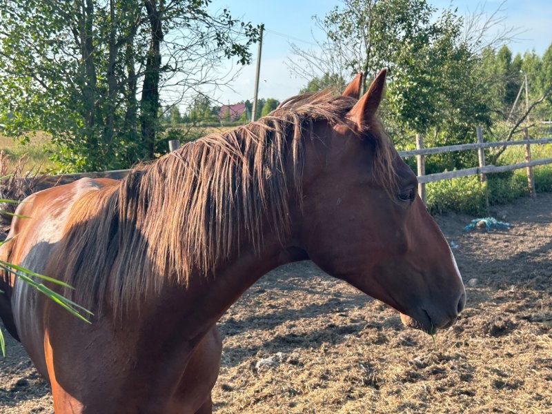 Около сотни участников специальной военной операции и членов их семей посетили конноспортивный клуб «Виват»